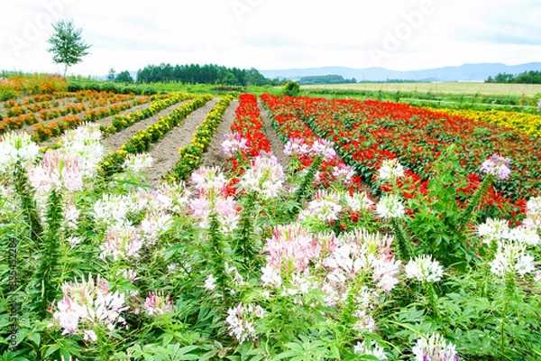 Obraz 富良野の花畑