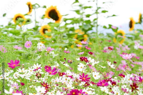 Obraz 富良野のコスモスとひまわり