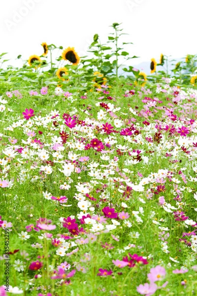 Obraz 富良野のコスモスとひまわり