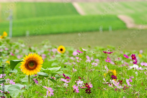 Obraz 美瑛に咲く向日葵とコスモス
