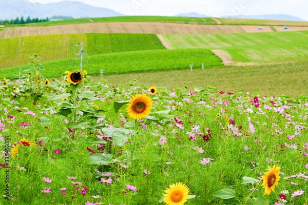 Obraz 美瑛に咲く向日葵とコスモス