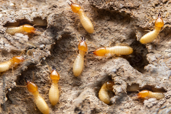 Fototapeta Group of the small termite on decaying timber. The termite on the ground is searching for food to feed the larvae in the cavity.