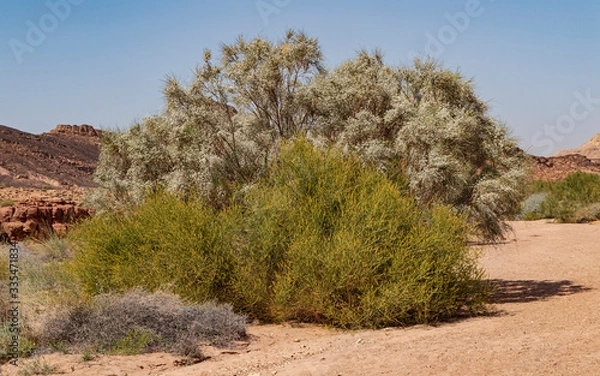 Obraz rotem white broom Retama raetam and yellow taily weed Ochradenus baccatus shrubs in full bloom in nahal ramon in the bottom of the makhtesh ramon crater in israel