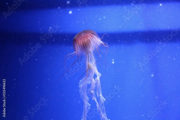 Obraz jelly fish