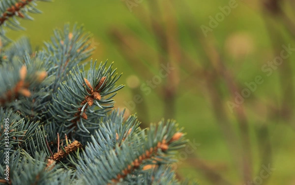 Fototapeta Young decorative blue spruce. Needles of blue spruce close-up. Texture. Natural blurred background. Image.