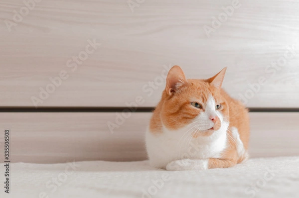 Fototapeta Brindle red cat bored on the bed of a contemporary bedroom