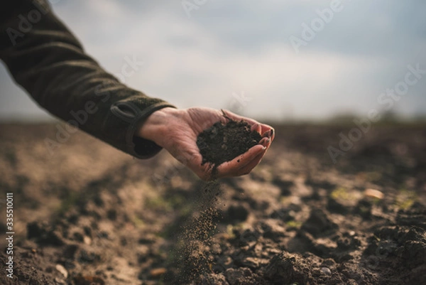 Fototapeta Female hands pouring a black soil in the field. Female agronomist testing a quality of soil. Concept of agriculture.