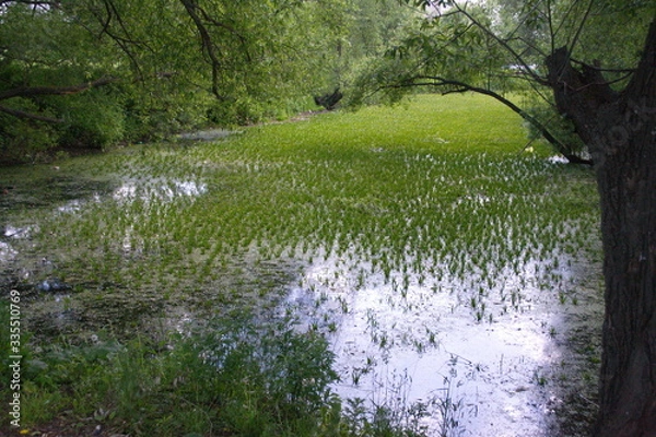 Obraz BLOOMING POND