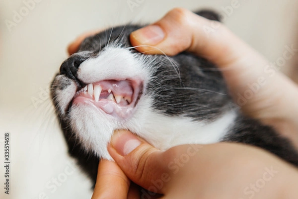 Obraz human hand holding young cat's head examine teeth in front of gray studio background with copy space