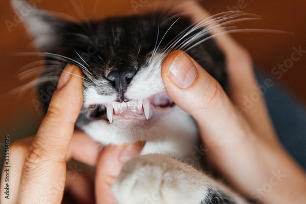 Fototapeta human hand holding young cat's head examine teeth in front of gray studio background with copy space