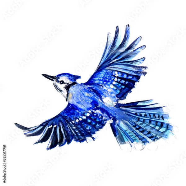 Fototapeta blue watercolor bird jay in flight