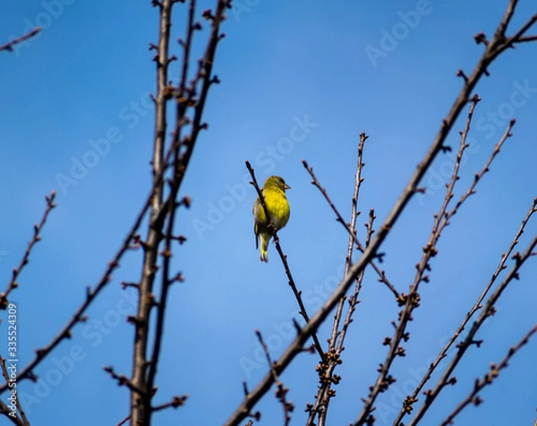 Obraz Chloris chloris