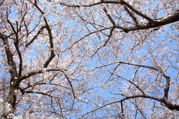 Fototapeta 黒目川の桜