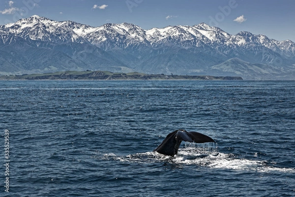 Fototapeta Tauchender Pottwal vor der Seaward Kaikoura Range