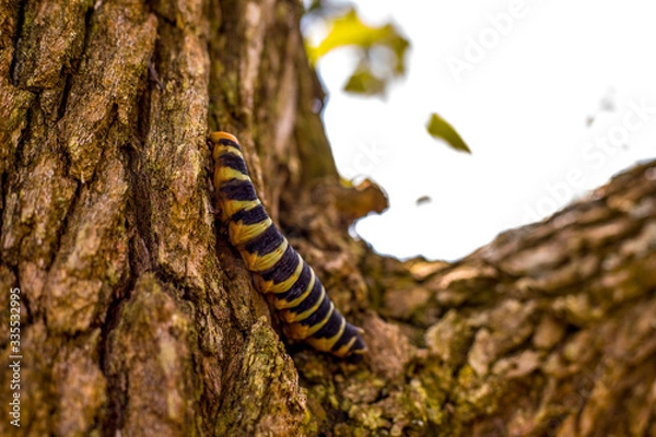 Obraz caterpillar on a tree