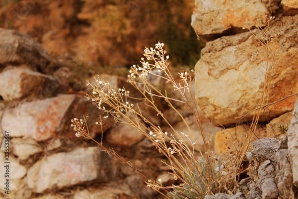 Obraz rock plants