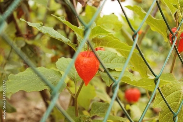 Obraz captured plant