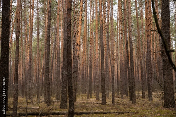 Obraz pine forest in spring. natural nature photography
