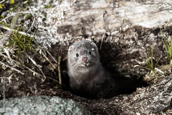 Obraz Dzika norka nad rzeką