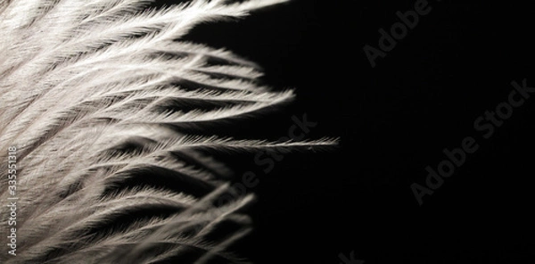 Fototapeta fluffy white ostrich feathers on a dark background