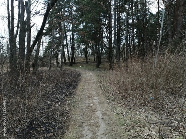 Obraz path in the woods