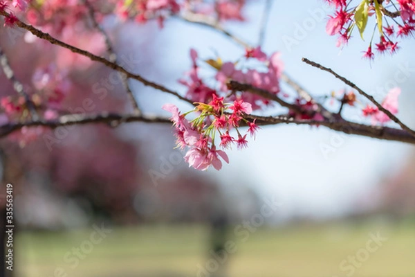 Obraz 桜