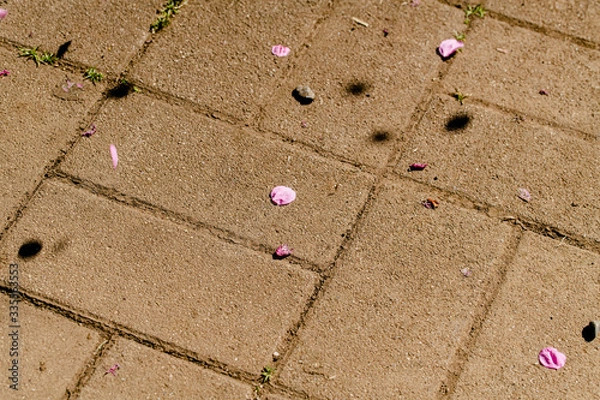 Obraz 地面の花びら