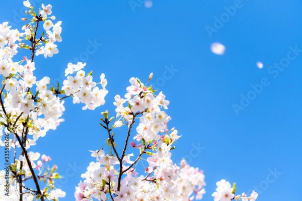 Obraz 空と桜