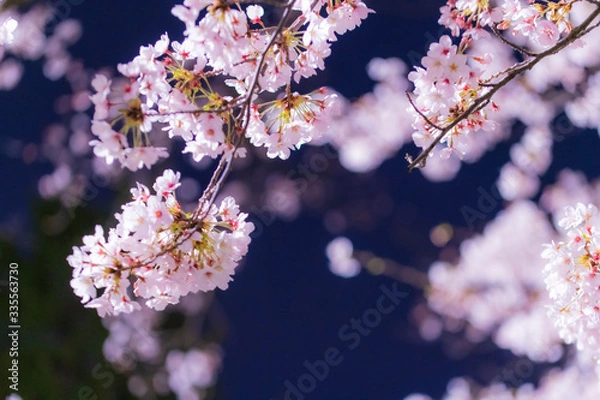 Obraz 夜桜