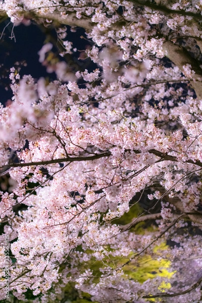 Obraz 夜桜