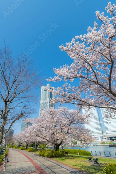 Obraz 都市と桜並木