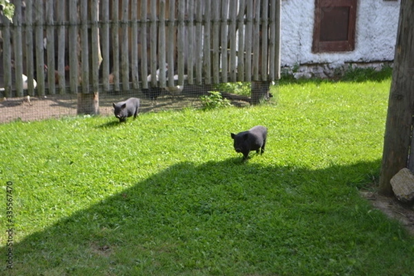 Obraz mini pigs