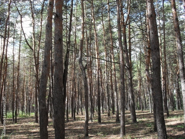 Obraz coniferous forest
