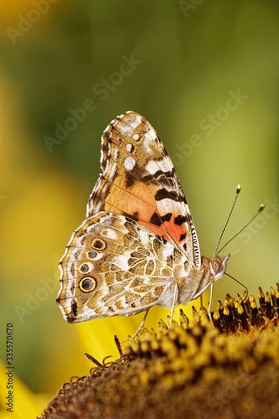 Fototapeta Distelfalter trinkt Nektar einer Sonnenblume