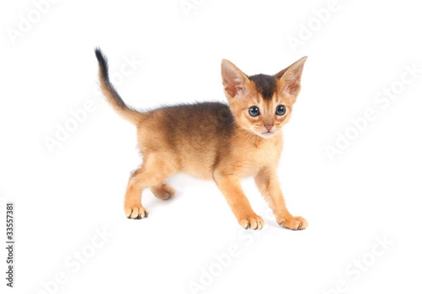 Obraz Abyssinian kitty isolated on white background