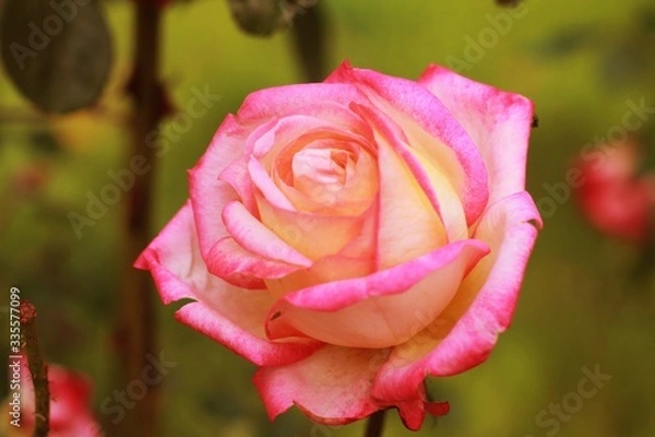 Fototapeta pink rose 