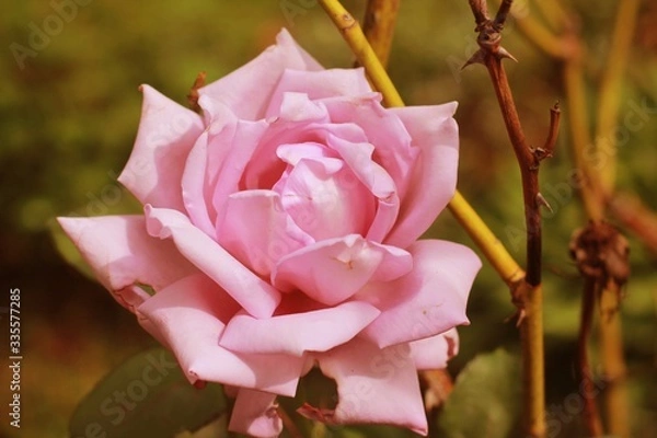Obraz pink rose in garden
