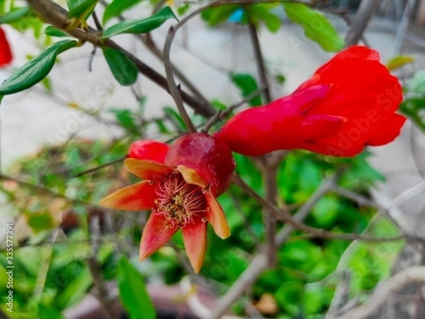Obraz Pomegranate flowers