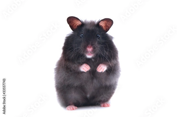 Obraz black hamster