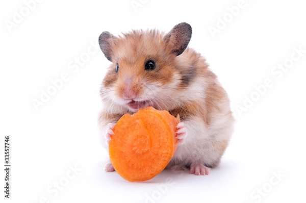 Obraz hamster isolated