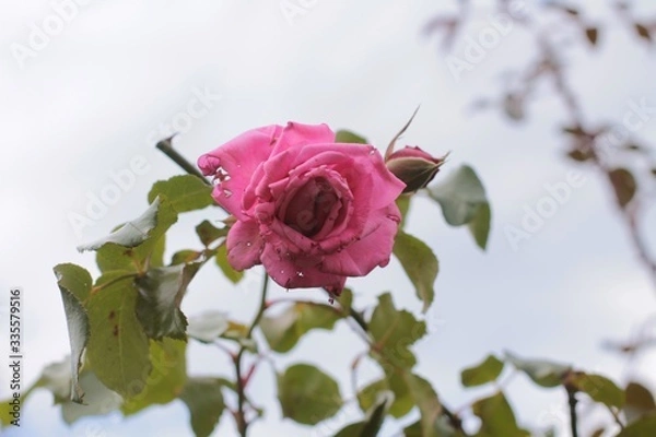 Obraz dying rose 