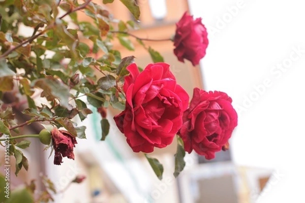 Obraz red roses