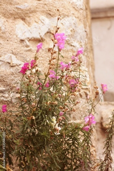 Obraz flowers on the wall