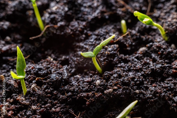 Obraz Young sprouts in the spring close-up on wet soil. Drops of dew on the leaves.