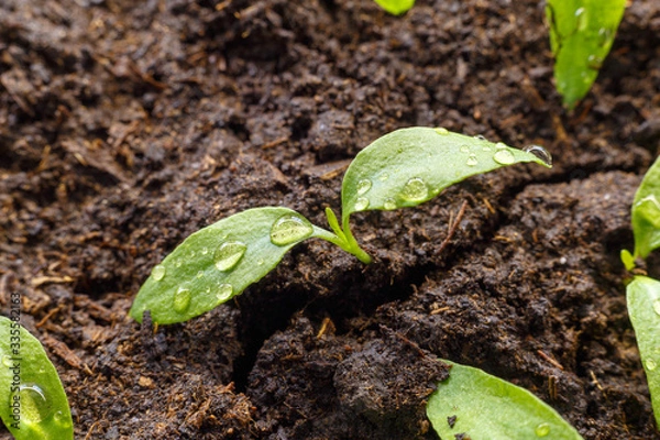 Obraz Young sprouts in the spring close-up on wet soil. Drops of dew on the leaves.