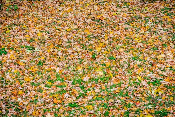 Fototapeta Autumn scenery, ground cover of colorful fallen leaves with dry autumn leaves and green grass. texture, pattern, background