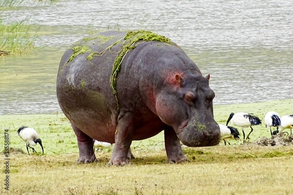 Obraz Hippopotamus amphibius