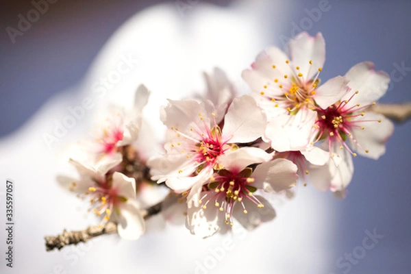 Fototapeta Beautiful branch of cherry blossom sakura in spring time. Copy space.