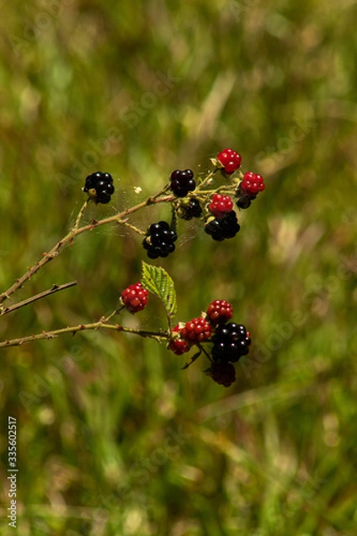 Obraz Moras perdidas.