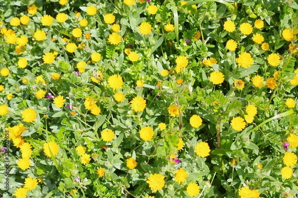 Obraz 壁紙　黄色い花